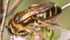 Andrena flavilabris
